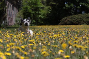 Dog in a bed of dandelions